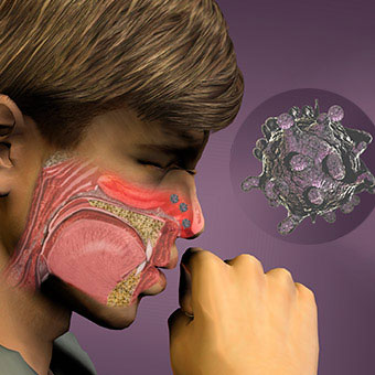An illustration depicts cold viruses entering the nose.