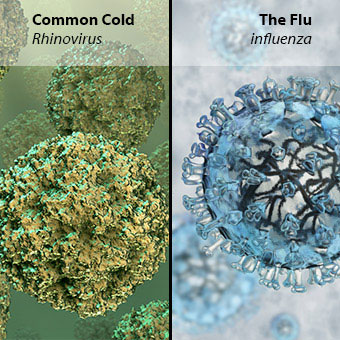 Examples of the rhinovirus and influenza virus.