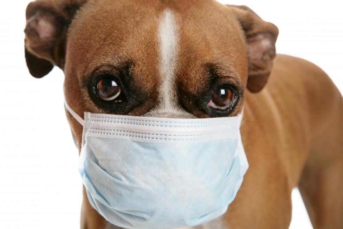 Dog wearing medical mask