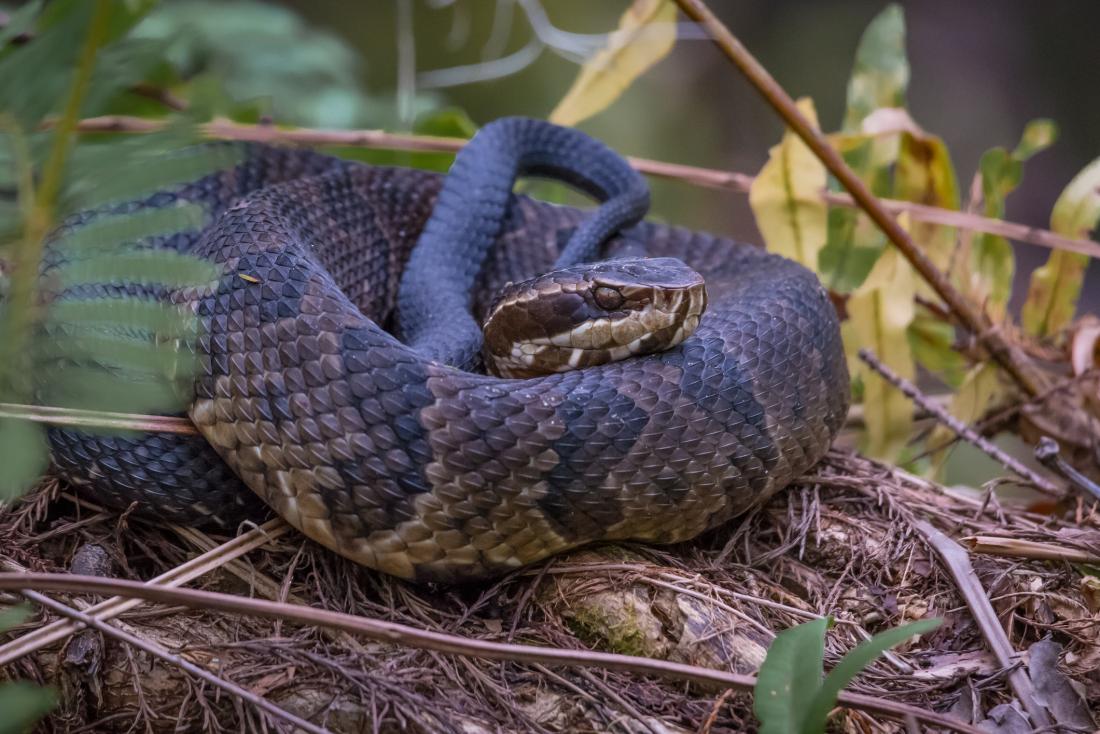 Cottonmouth or water moccasin snake