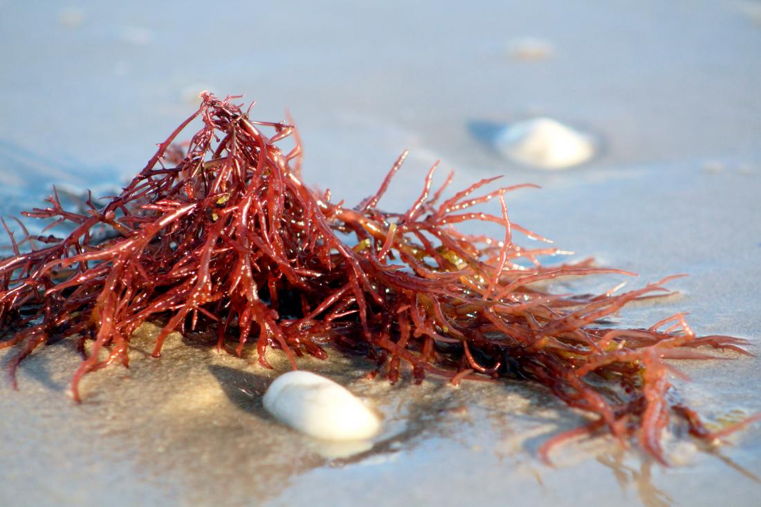 carrageenan is extracted from red seaweed