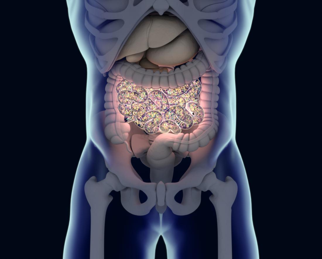 an illustration of the human gut