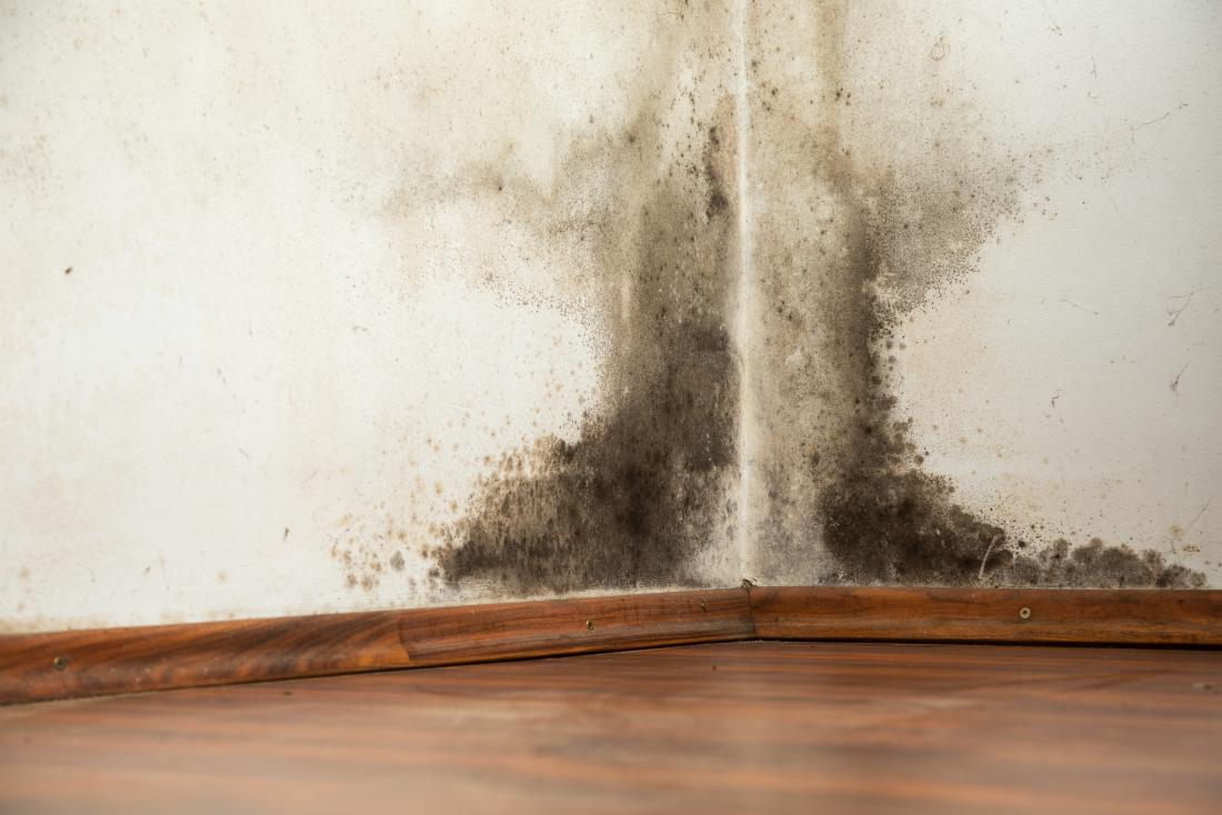 Black mold on a wall