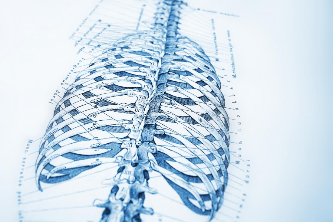 medical illustration of human skeleton