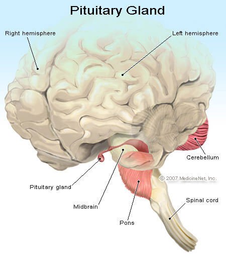 Picture of the Pituitary Gland