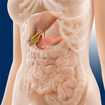 Illustration of the pancreas inside the abdomen.