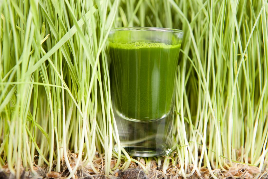 Green smoothie surrounded by wheatgrass shoots.