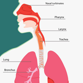 An illustration of the respiratory system.