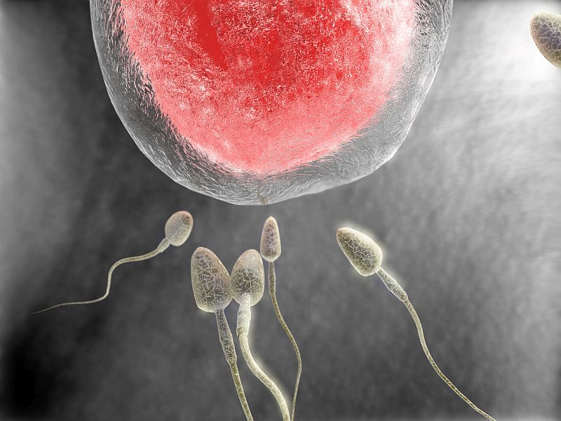 News Picture: Female Anatomy May Play Big Role in Sperm's Success