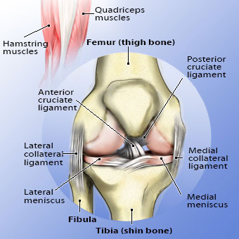 Anatomy illustration of the knee.