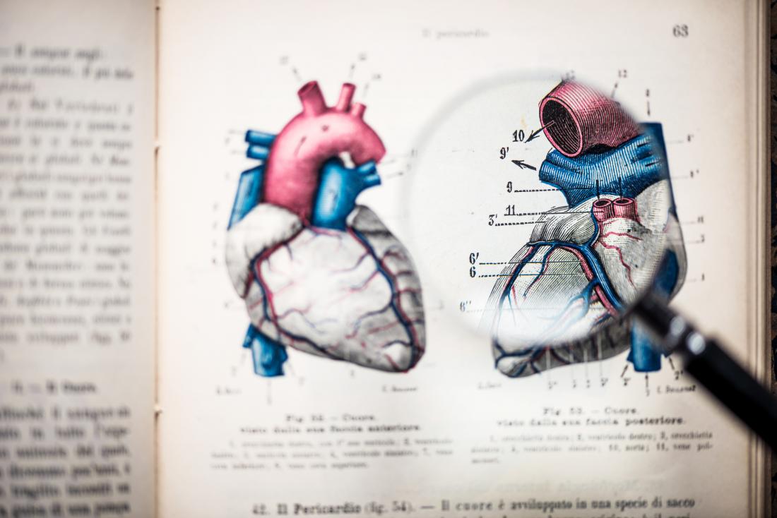 Heart anatomy diagram