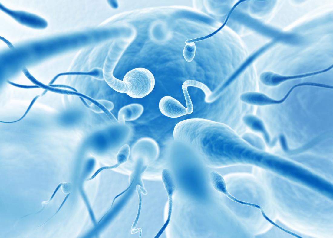 Diagram of sperm