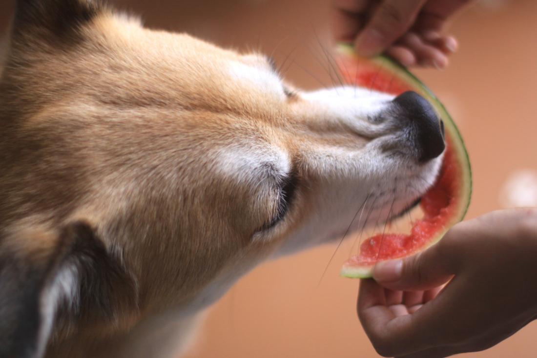 Dog eating watermelon being held by person
