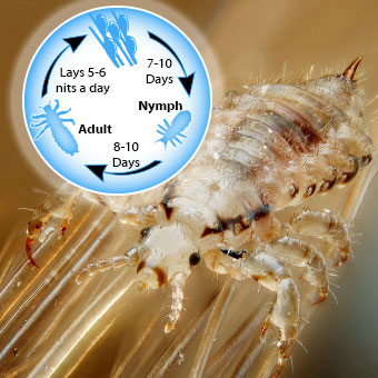 Adult male louse and a sample life cycle chart.