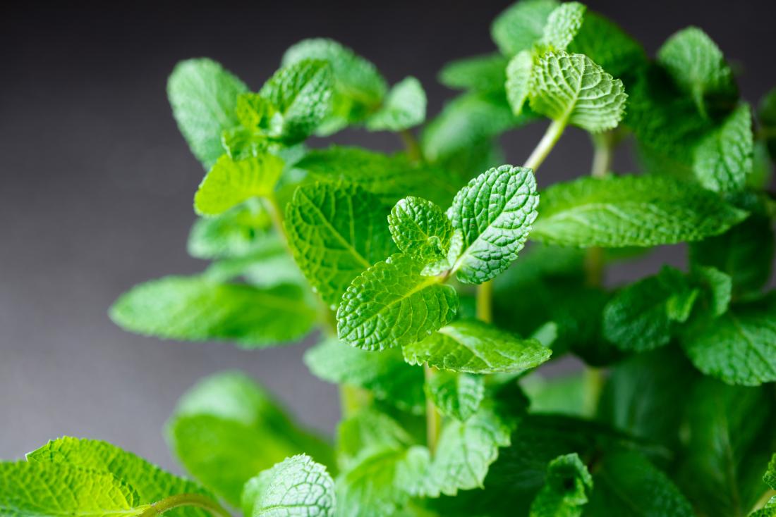 Mint or menthol leaves in close up