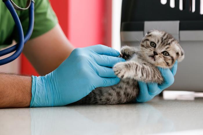 [Kitten being checked by doctor]