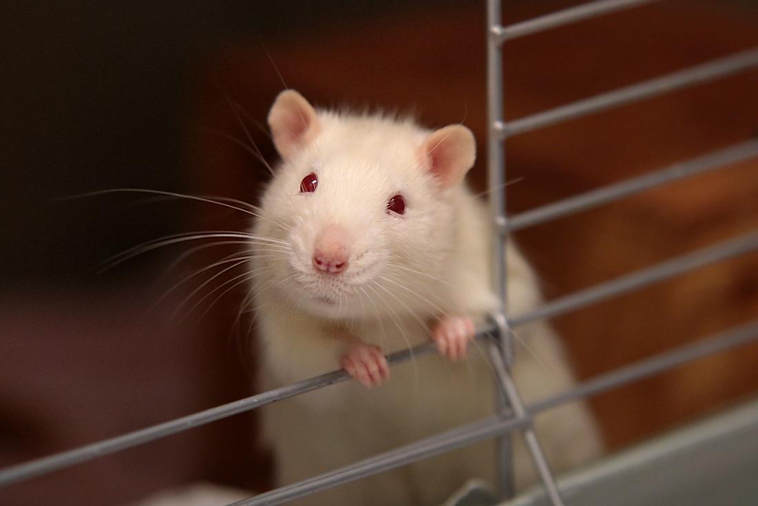 picture of white rat