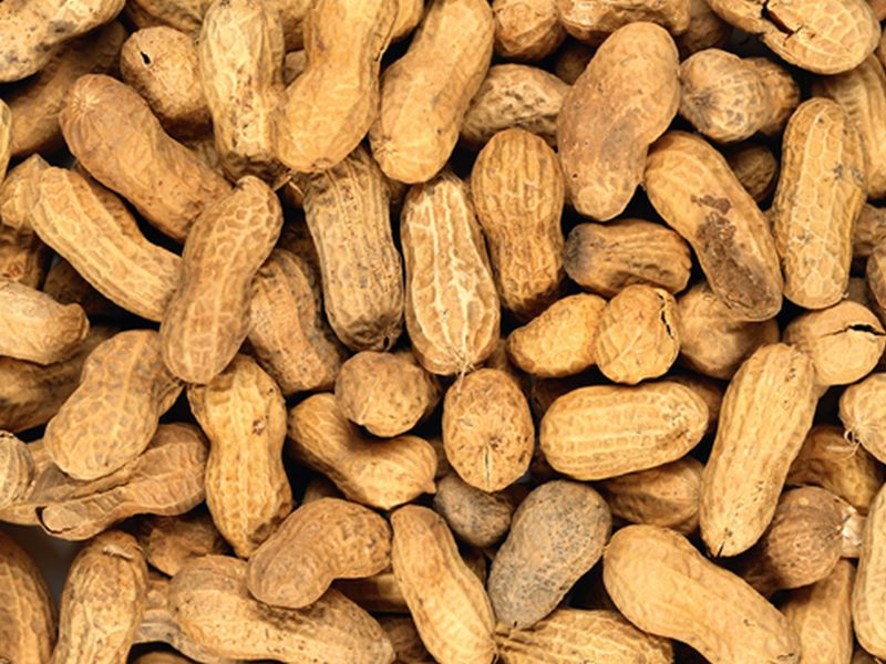 News Picture: Is Peanut Allergy 'Immunotherapy' Causing More Harm Than Good?