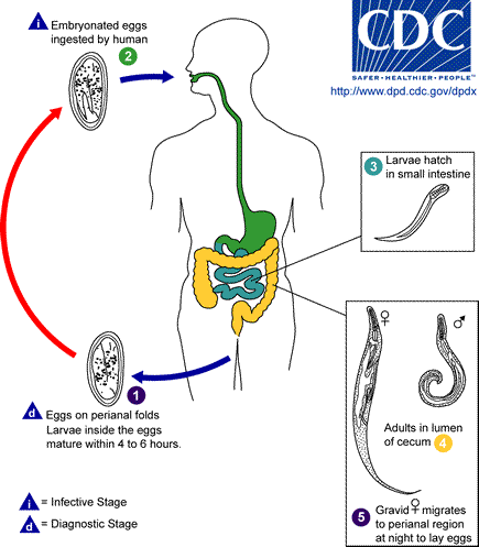 Picture ofthe life cycle of a pinworm