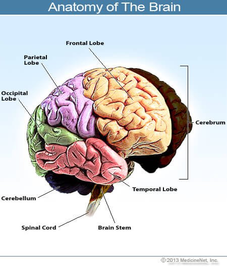 Picture of brain anatomy.