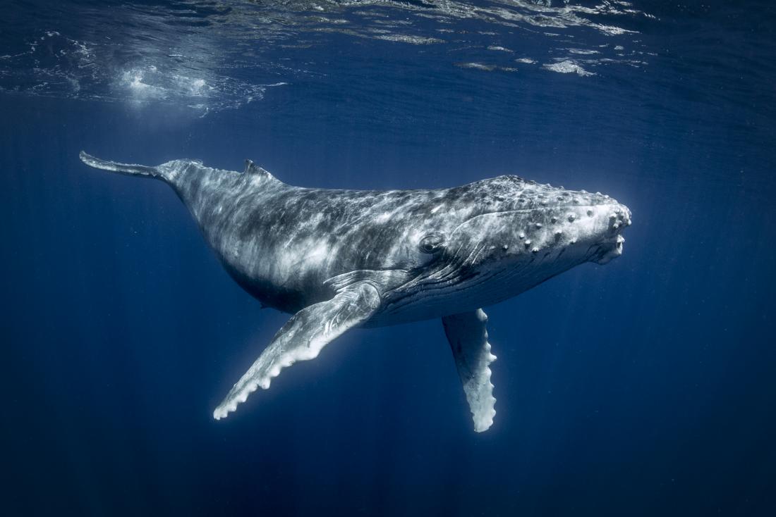 photograph of humpback whale