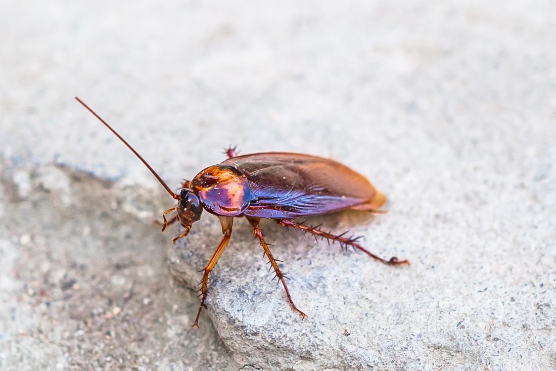 picture of small cockroach