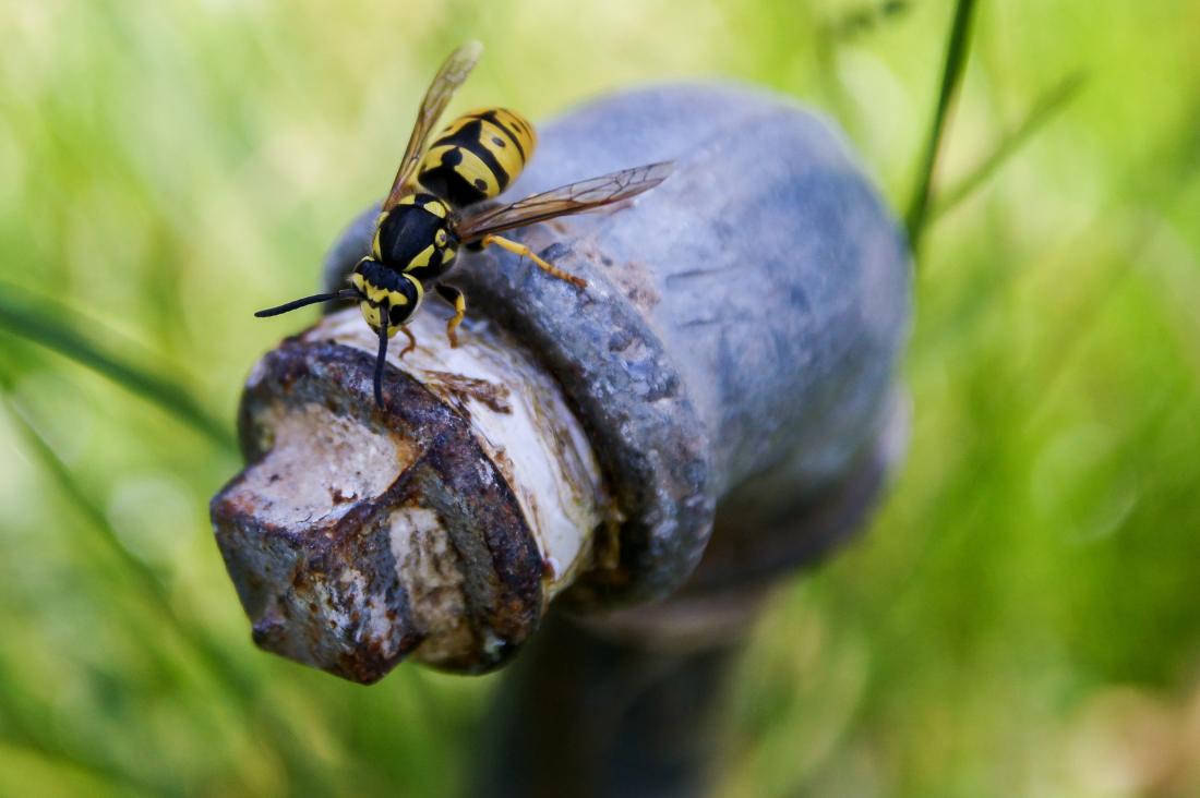 wasp resting on a pipe