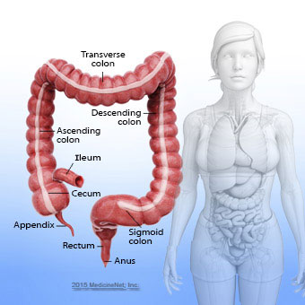 An illustration of the colon anatomy.