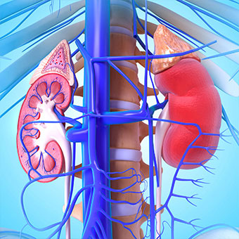 A close-up illustration of the kidneys.