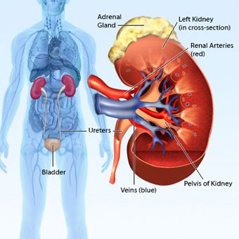 An illustration of the kidney and bladder locations within the body.