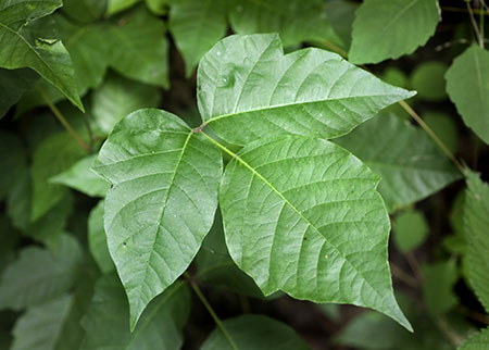 Picture of poison ivy