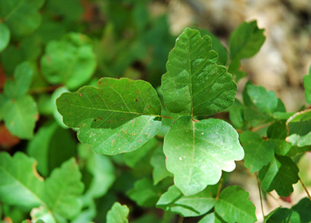 Picture of poison oak