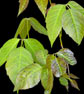 Read about poison ivy, oak, and sumac treatment and prevention.