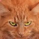 Get the facts about catching ringworm from your pets.