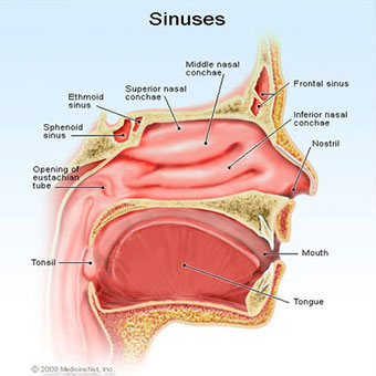 Illustration of sinuses.
