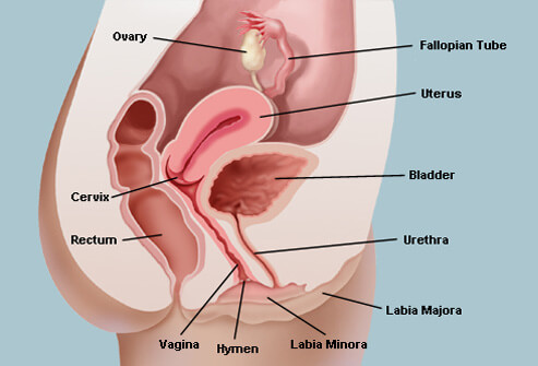 Illustration of Vagina