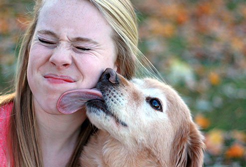 A lick or bite from a dog can transmit Capnocytophaga bacteria to a person.