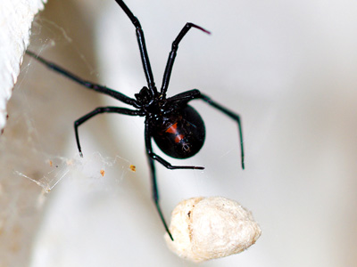Picture of the underside of a black widow spider and an egg sack
