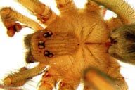Picture of a brown recluse spider head close-up