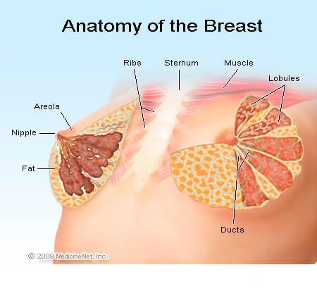 Picture of the anatomy of the breast