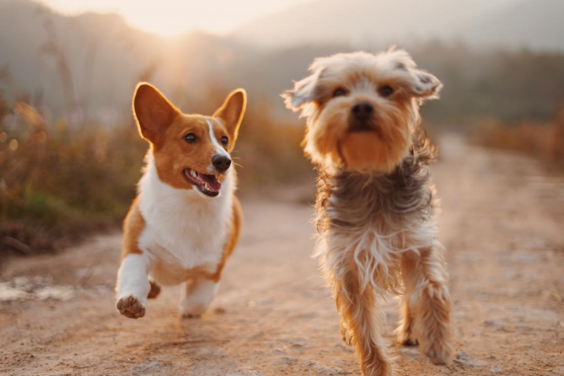 corgi and terrier running