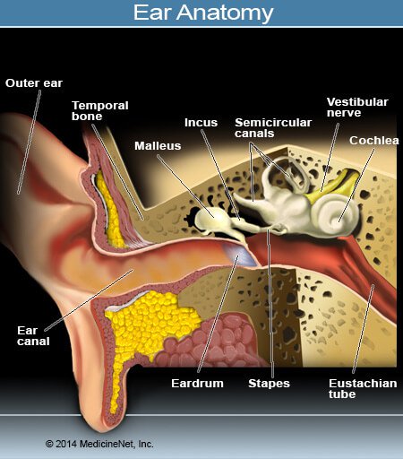 Picture of the Outer, Middle, and Inner Ear Structures