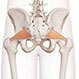 piriformis syndrome, buttock pain, sciatic nerve