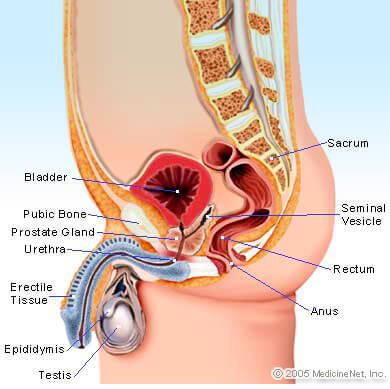 Picture of the male reproductive and urinary anatomy