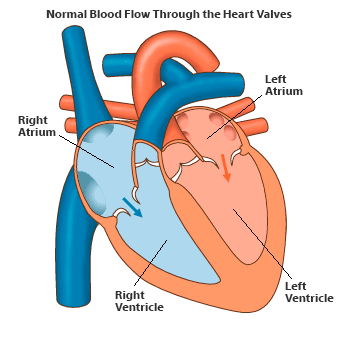 Animated illustration showing normal blood flow through the heart valves.