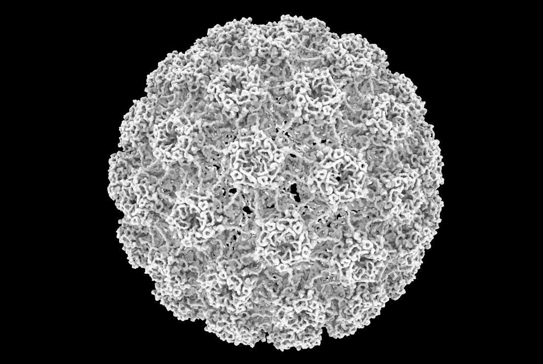 Model of HPV