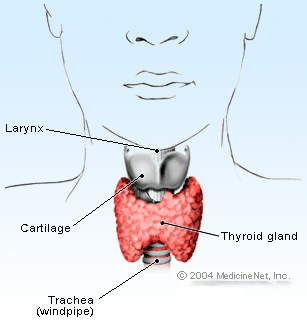 Picture of the thyroid gland.