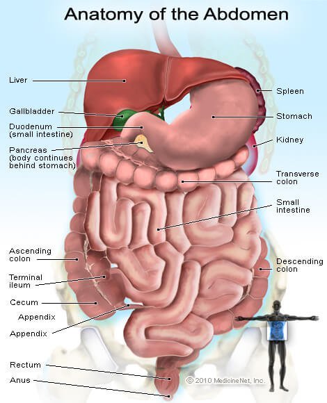  Picture of the organs and glands in the abdomen