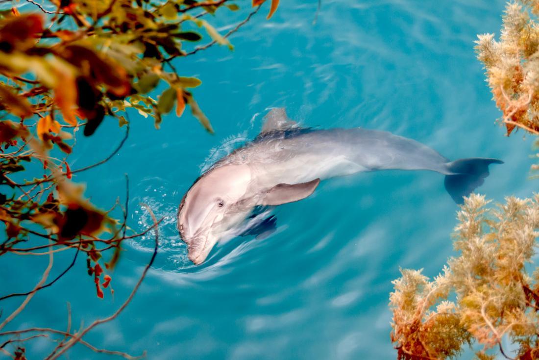 image of bottlenosed dolphin