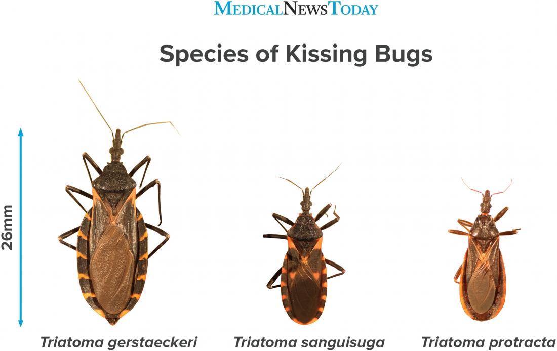 an infographic showing species of kissing bug 